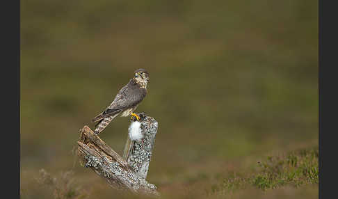 Merlin (Falco columbarius)