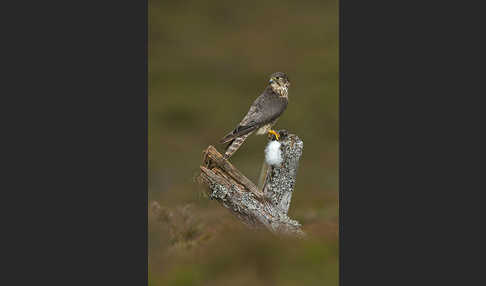 Merlin (Falco columbarius)