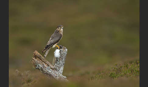 Merlin (Falco columbarius)