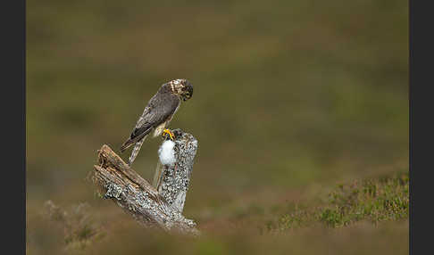 Merlin (Falco columbarius)