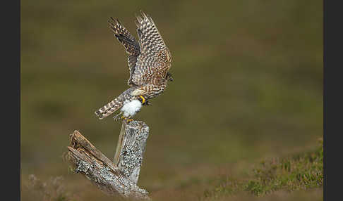 Merlin (Falco columbarius)