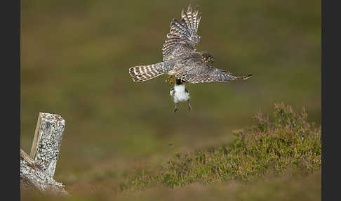 Merlin (Falco columbarius)