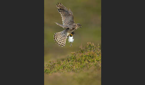 Merlin (Falco columbarius)