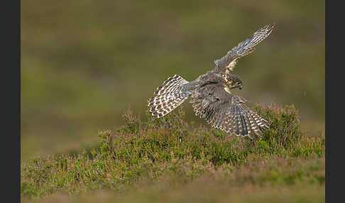 Merlin (Falco columbarius)