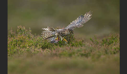 Merlin (Falco columbarius)