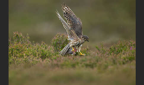 Merlin (Falco columbarius)