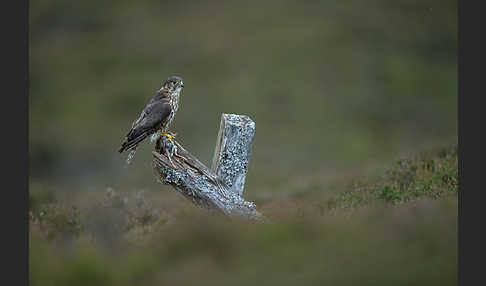 Merlin (Falco columbarius)