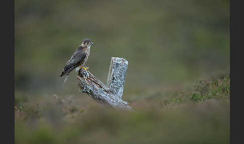 Merlin (Falco columbarius)