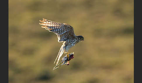 Merlin (Falco columbarius)