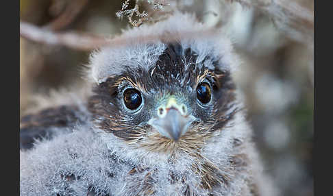 Merlin (Falco columbarius)