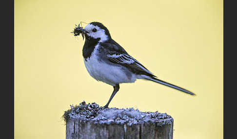 Trauerbachstelze (Motacilla yarrellii)