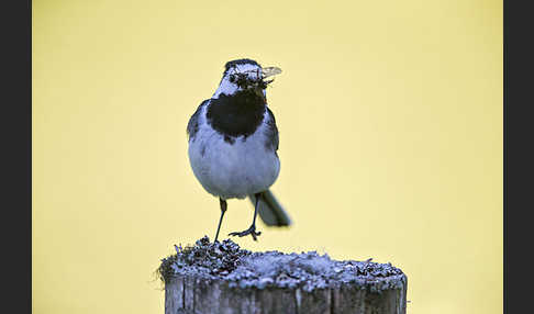 Trauerbachstelze (Motacilla yarrellii)