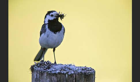 Trauerbachstelze (Motacilla yarrellii)