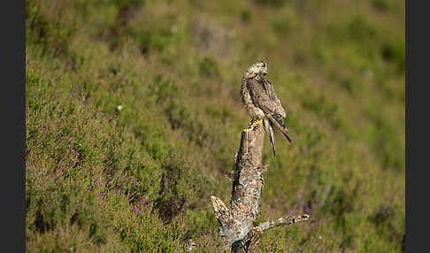 Merlin (Falco columbarius)