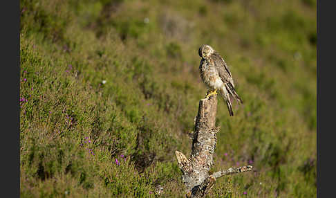 Merlin (Falco columbarius)