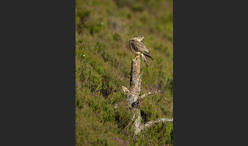 Merlin (Falco columbarius)