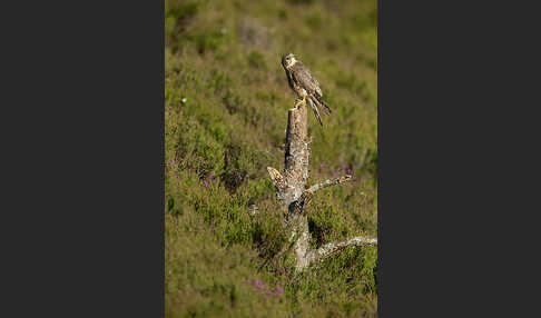 Merlin (Falco columbarius)