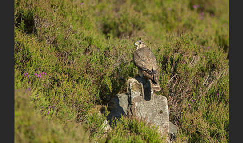 Merlin (Falco columbarius)