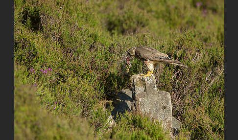 Merlin (Falco columbarius)