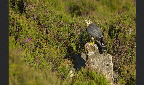 Merlin (Falco columbarius)