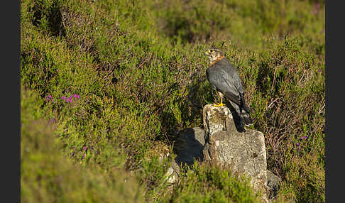 Merlin (Falco columbarius)