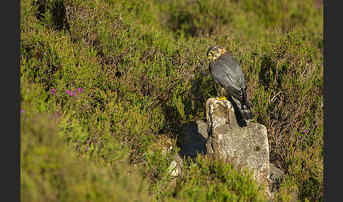 Merlin (Falco columbarius)