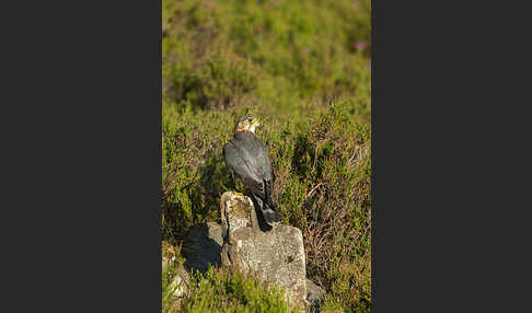 Merlin (Falco columbarius)