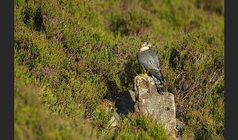 Merlin (Falco columbarius)