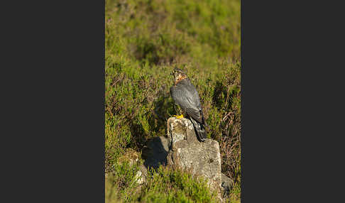 Merlin (Falco columbarius)