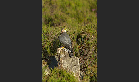 Merlin (Falco columbarius)