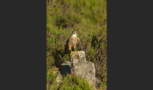 Merlin (Falco columbarius)