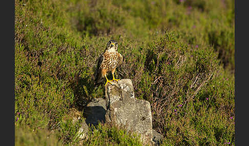 Merlin (Falco columbarius)