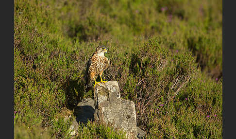 Merlin (Falco columbarius)