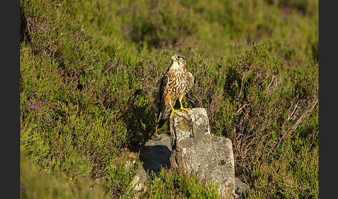 Merlin (Falco columbarius)