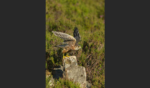 Merlin (Falco columbarius)