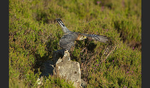 Merlin (Falco columbarius)