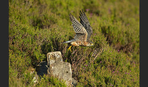 Merlin (Falco columbarius)