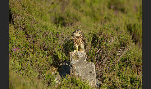 Merlin (Falco columbarius)