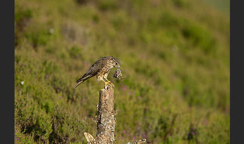 Merlin (Falco columbarius)