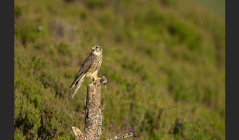 Merlin (Falco columbarius)