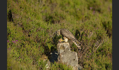 Merlin (Falco columbarius)