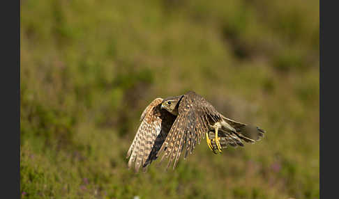 Merlin (Falco columbarius)