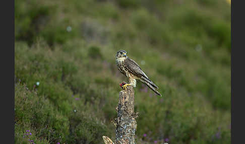 Merlin (Falco columbarius)