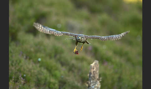 Merlin (Falco columbarius)