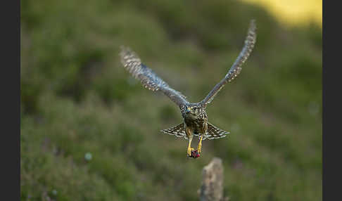 Merlin (Falco columbarius)