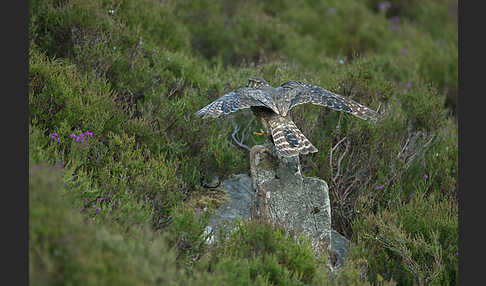 Merlin (Falco columbarius)