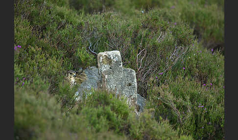 Merlin (Falco columbarius)