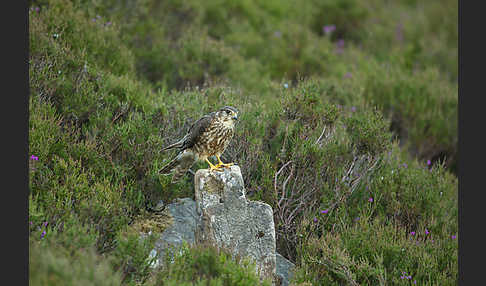 Merlin (Falco columbarius)