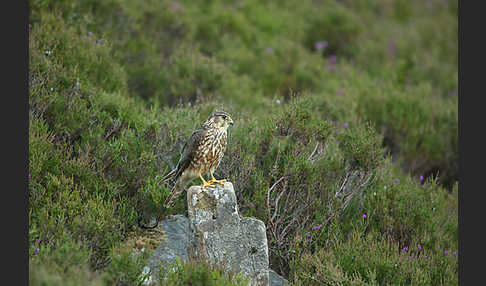 Merlin (Falco columbarius)