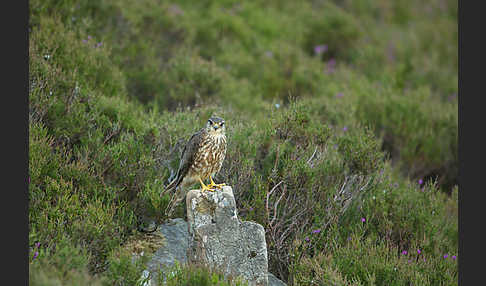 Merlin (Falco columbarius)